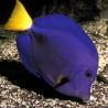 Zebrasoma Xanthurum : 5 à 7 cm